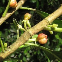 Agrostistachys indica Dalzell